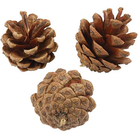 product image:Pine Cones 500g